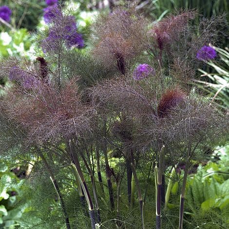 The Nunhead Gardener
