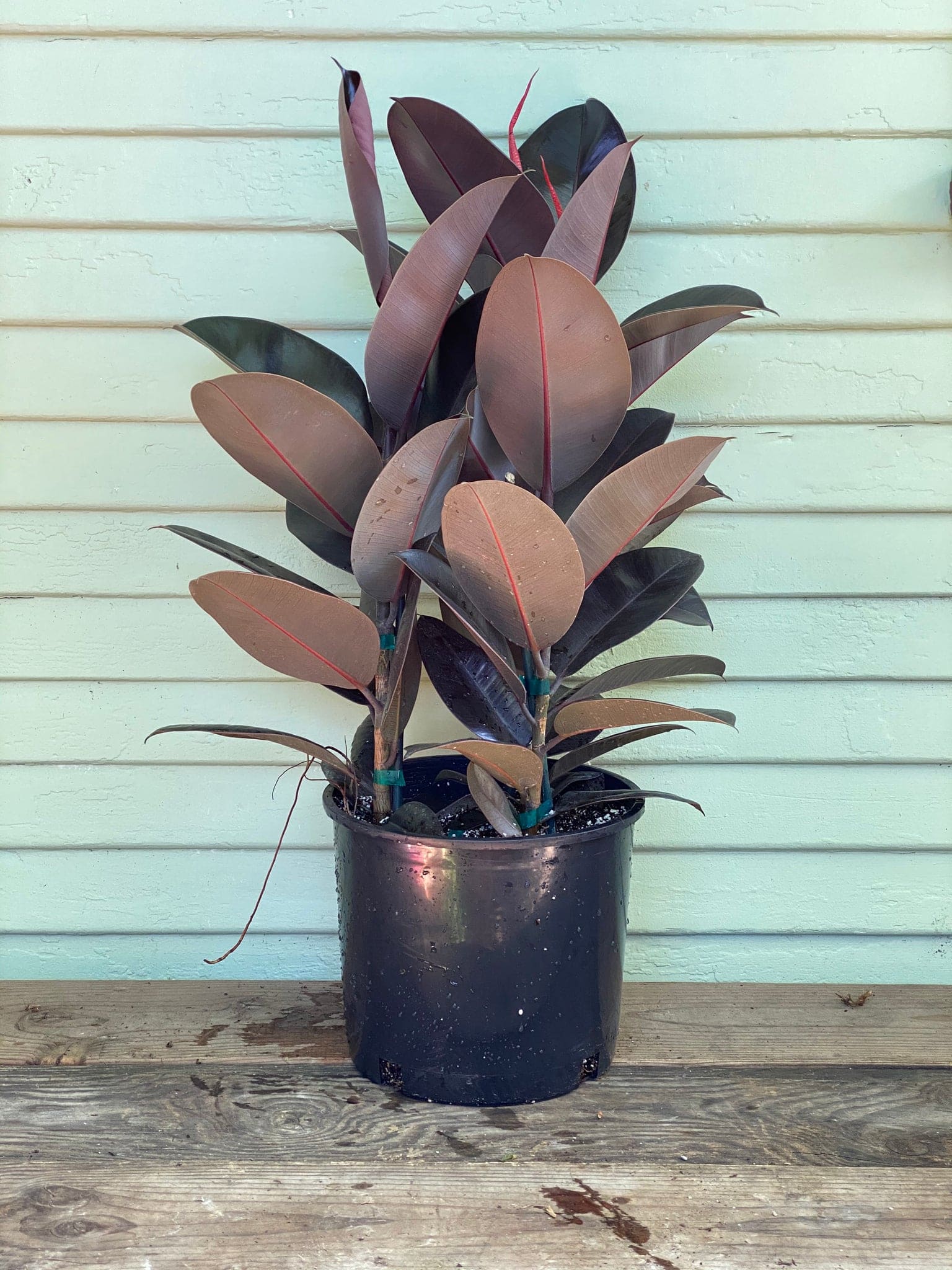 Bronze Rubber Plant