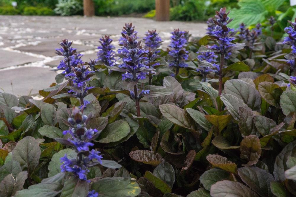 Bugleweed (Ajuga reptans)