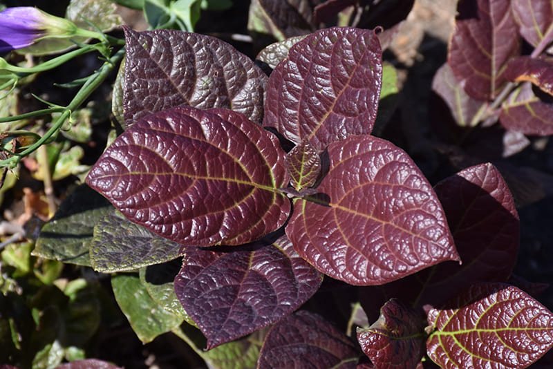 Burgundy Spice Sweetshrub