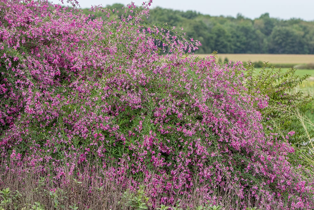 Bush clover