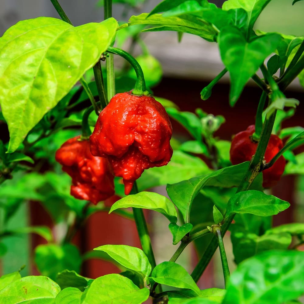 Carolina Reapers