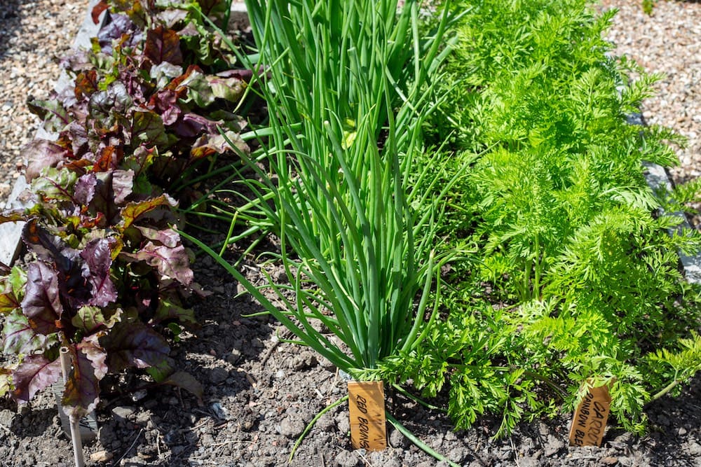 Carrots and Onions