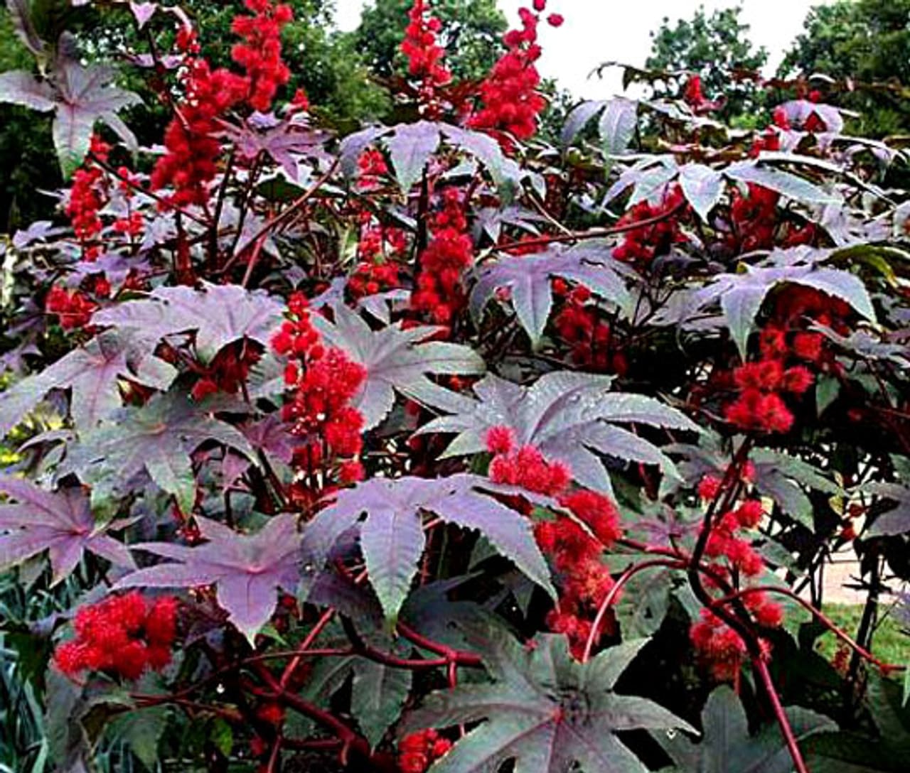 Castor Bean (Ricinus communis)