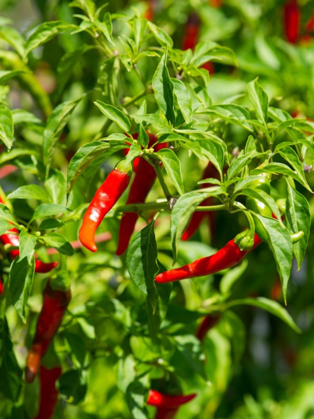 Cayenne Peppers
