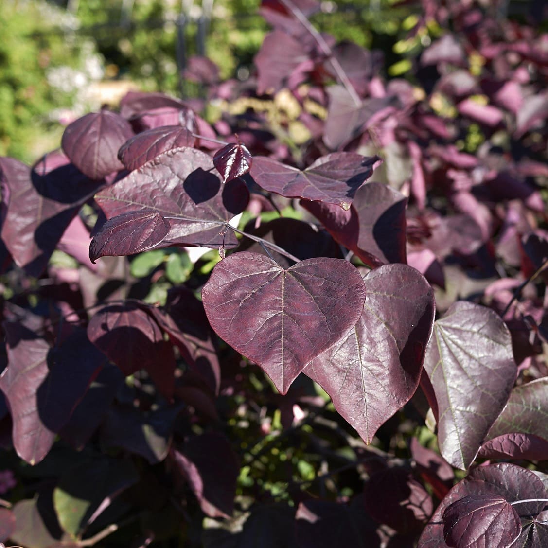 Cercis canadensis