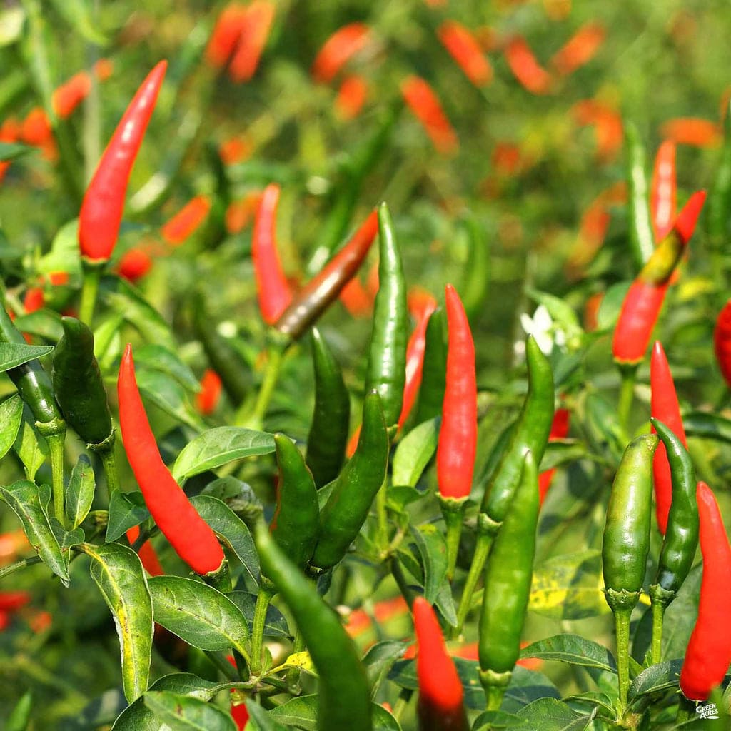 Chile de Árbol