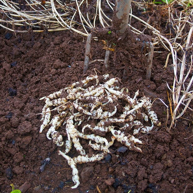 Chinese Artichokes (Stachys affinis)