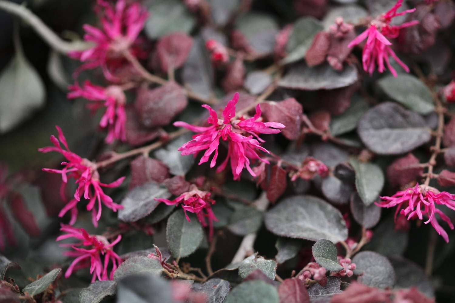 Chinese Fringe Flower