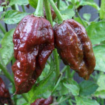 Chocolate Bhut Jolokia