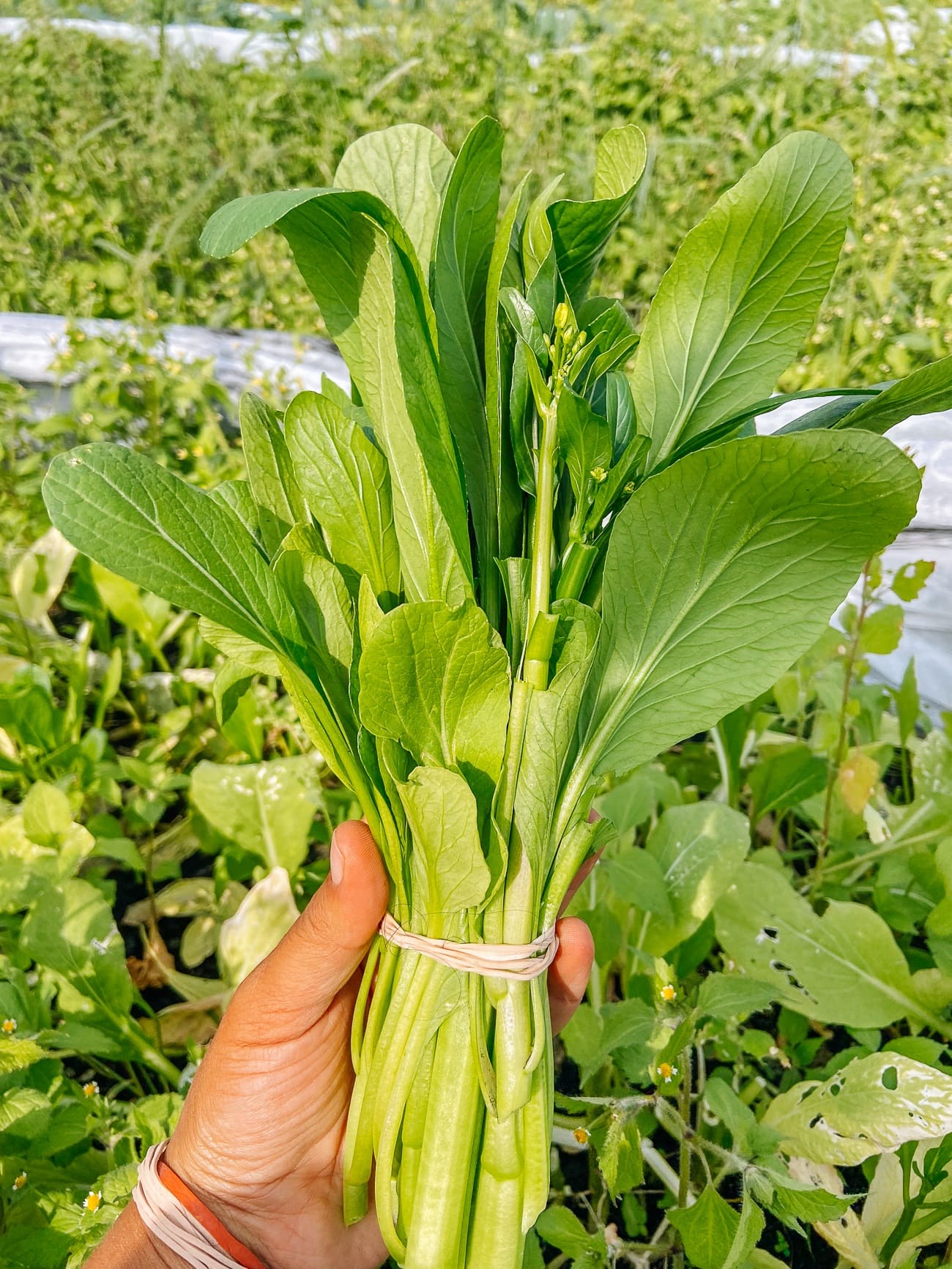 Choy Sum
