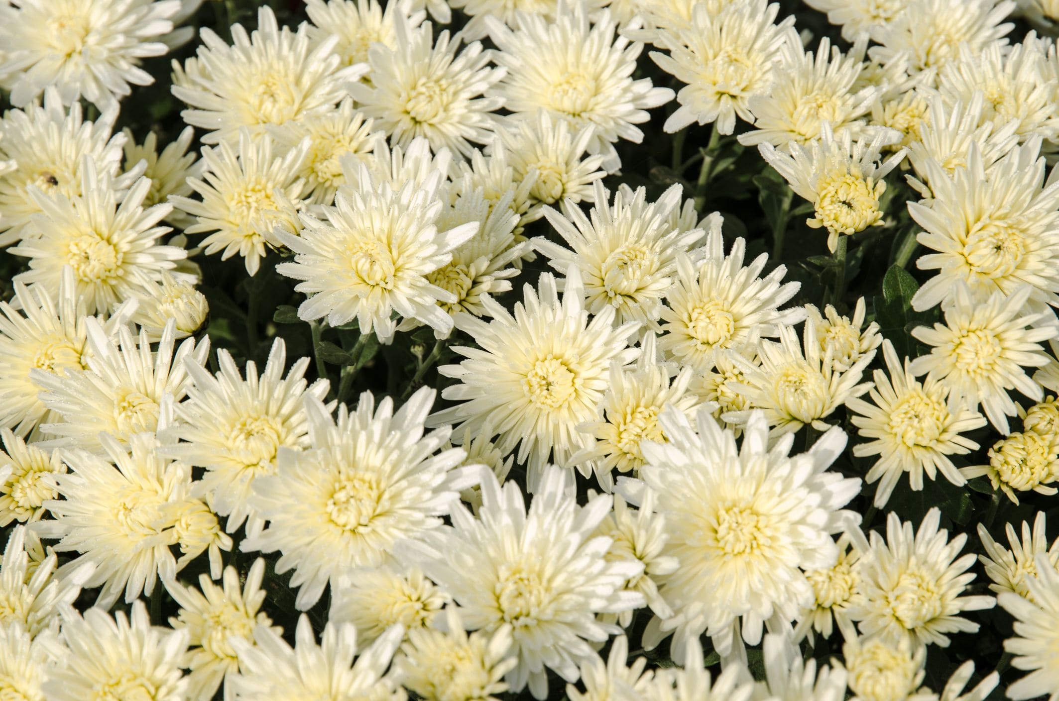ChrysanthemumsChrysanthemums
