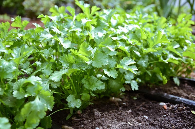 Cilantro