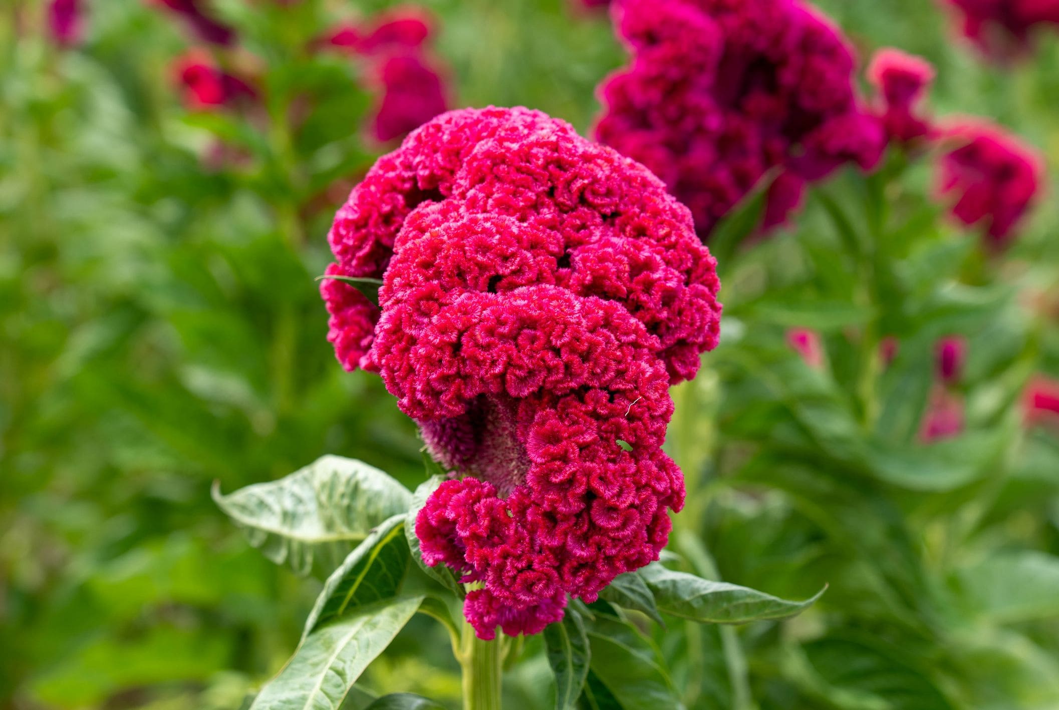 Cockscomb