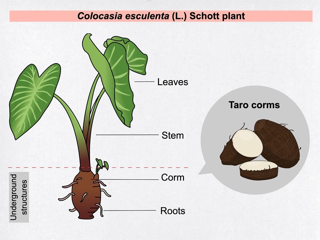 Colocasia corms