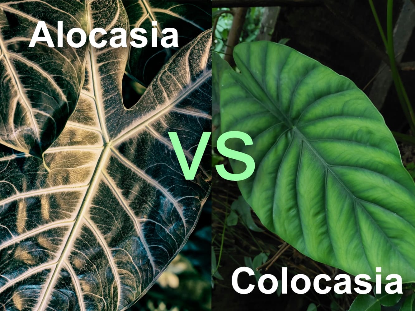 Colocasia leaves and Alocasia leaves