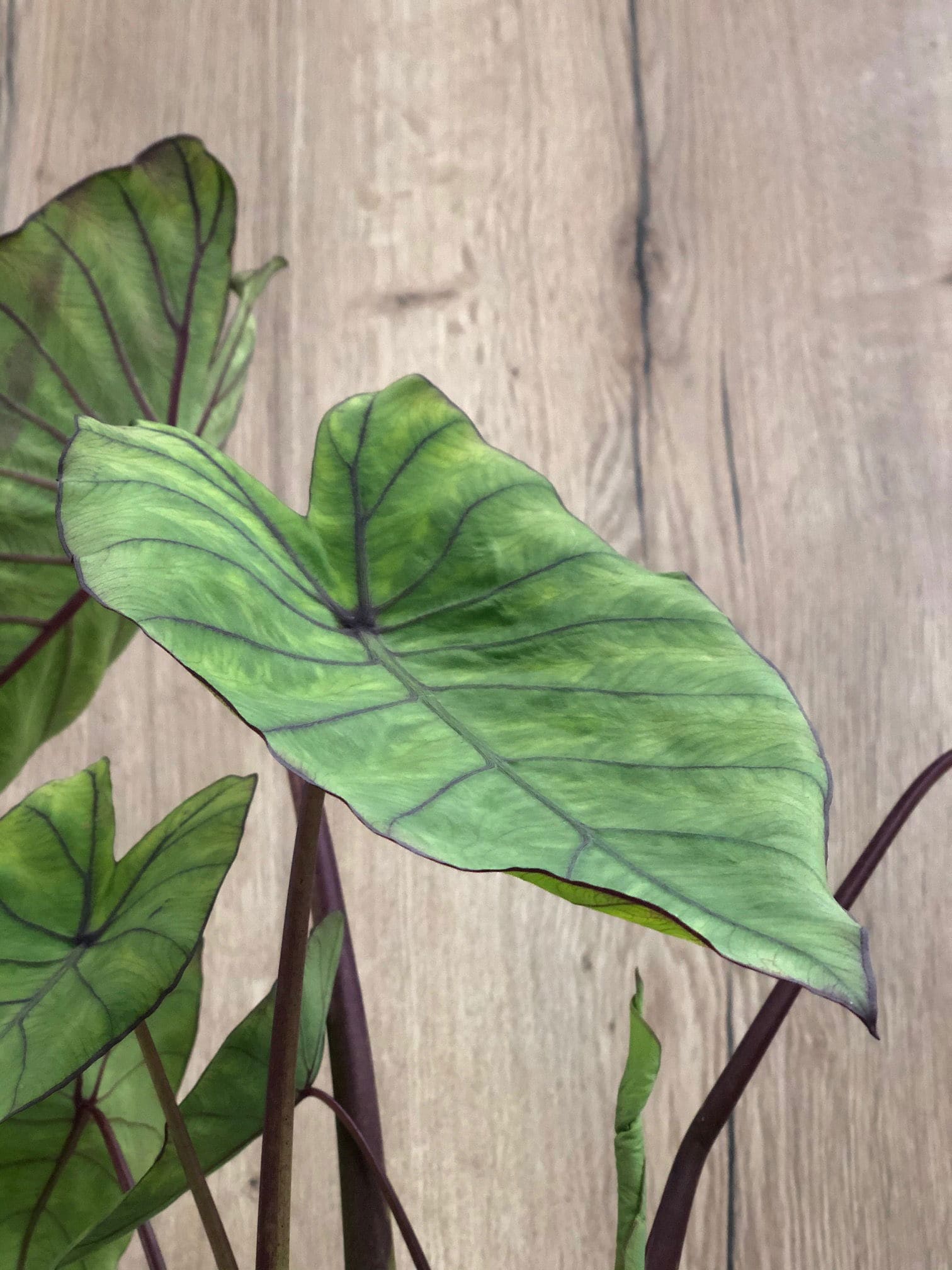 Colocasia leaves