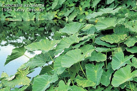 Colocasia plants as pond plants