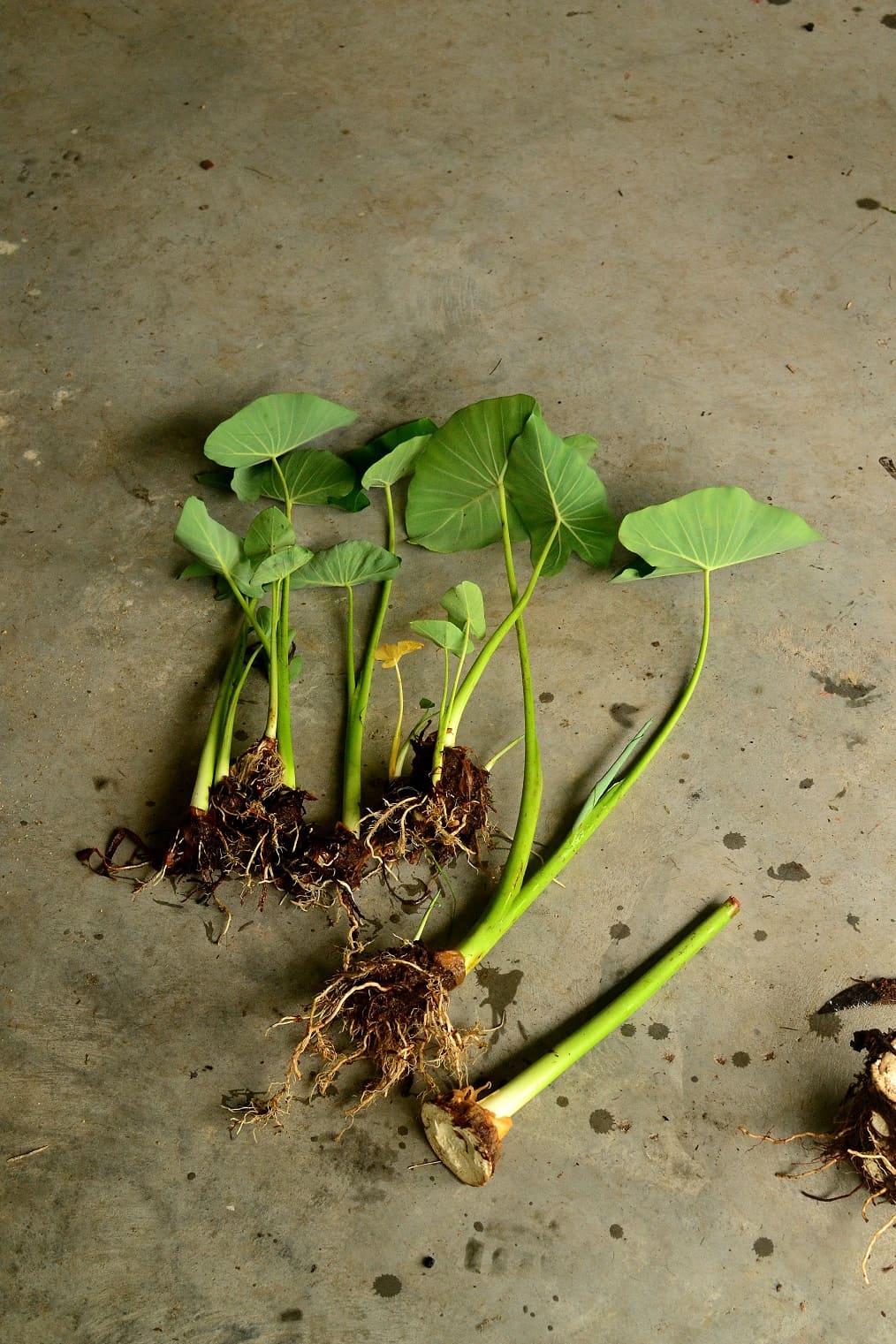 Colocasia propagation