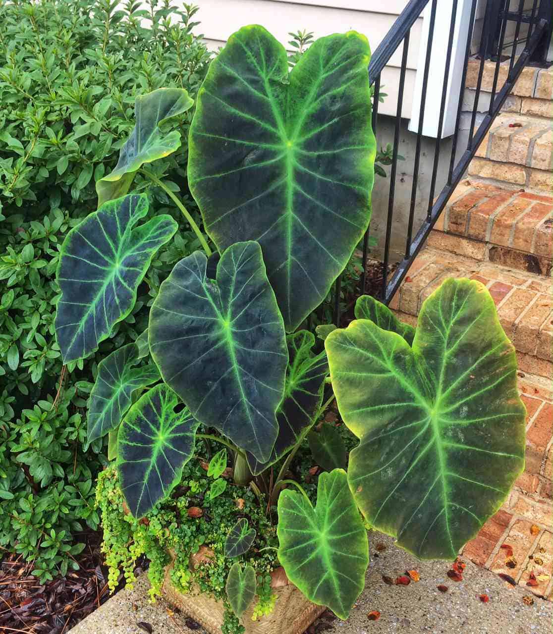 Colocasia