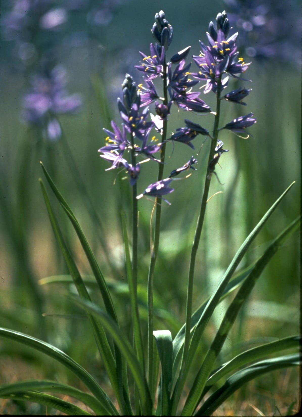 Common Camas (Camassia quamash)