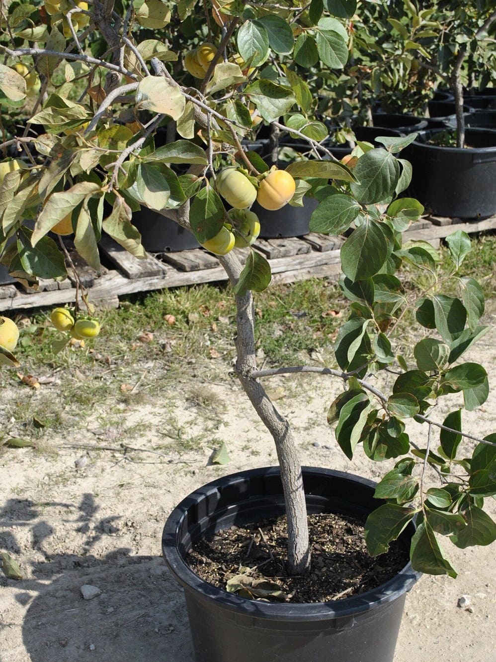 Container-grown trees