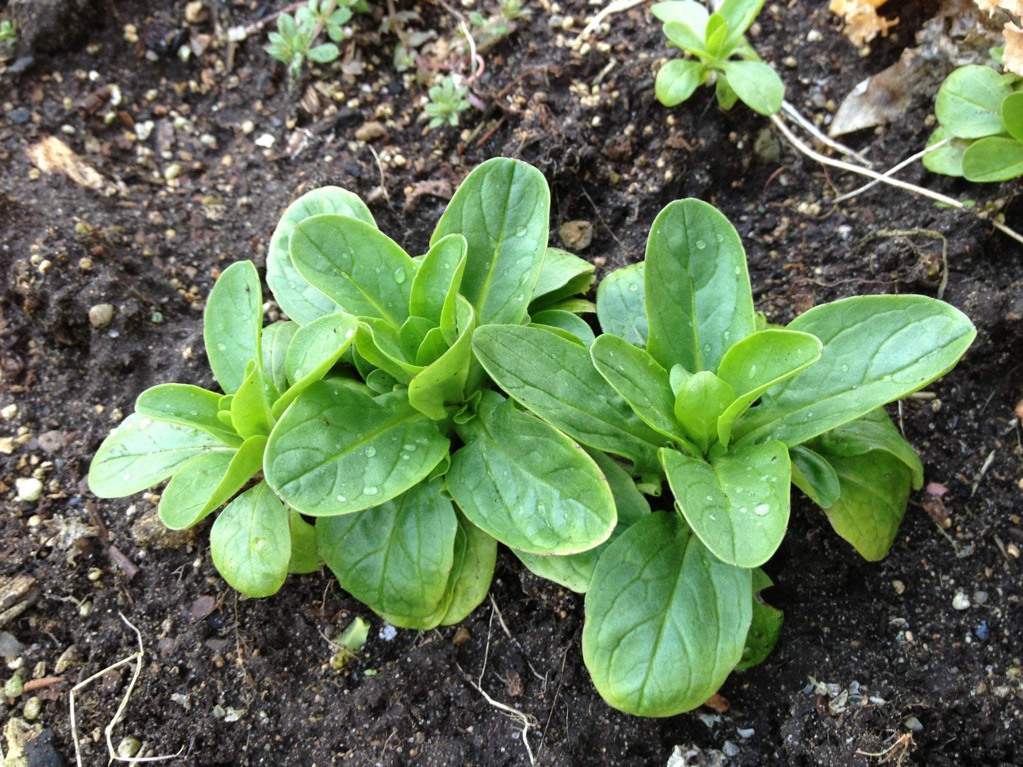 Corn Salad