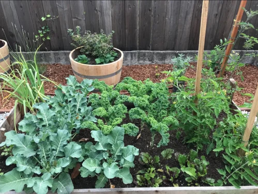 Cramming too many plants together