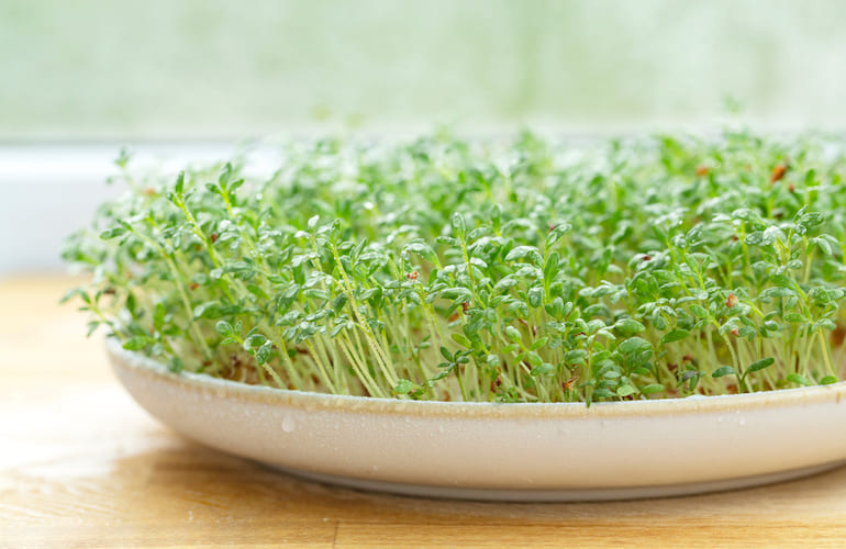 Cress