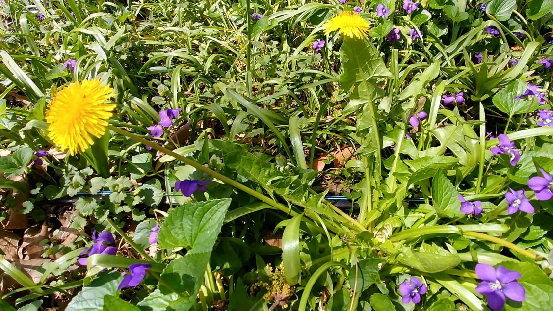 Cultivated dandelions