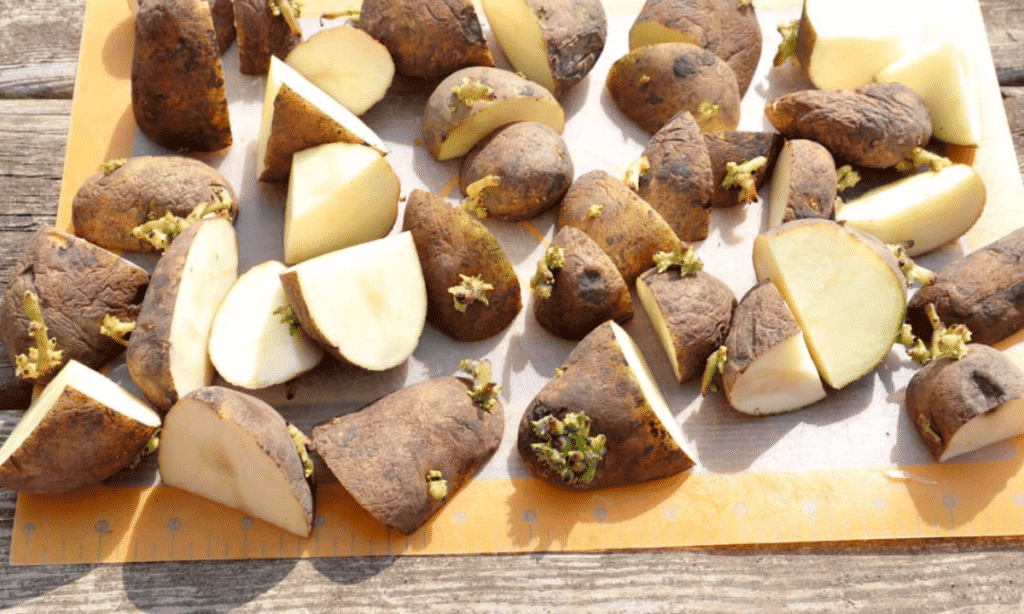 Cut seed potatoes