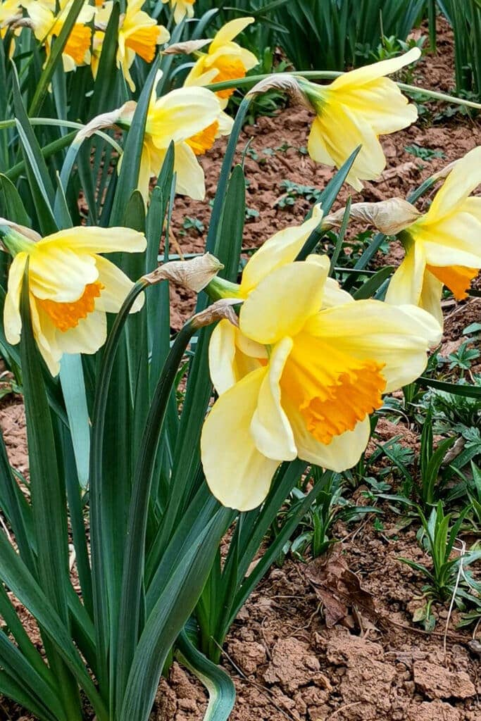 Daffodils