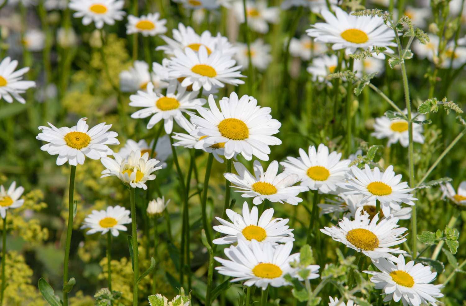 Daisies