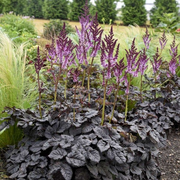 Dark-foliaged astilbes