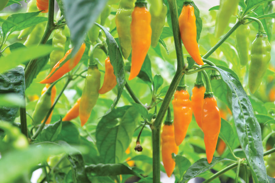 Datil Peppers