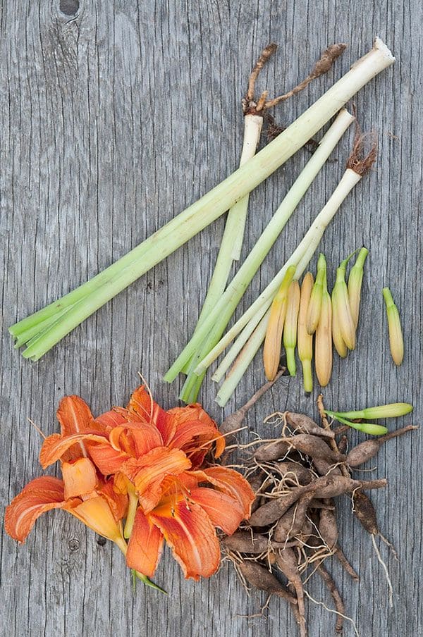 Daylily (Hemerocallis spp.)
