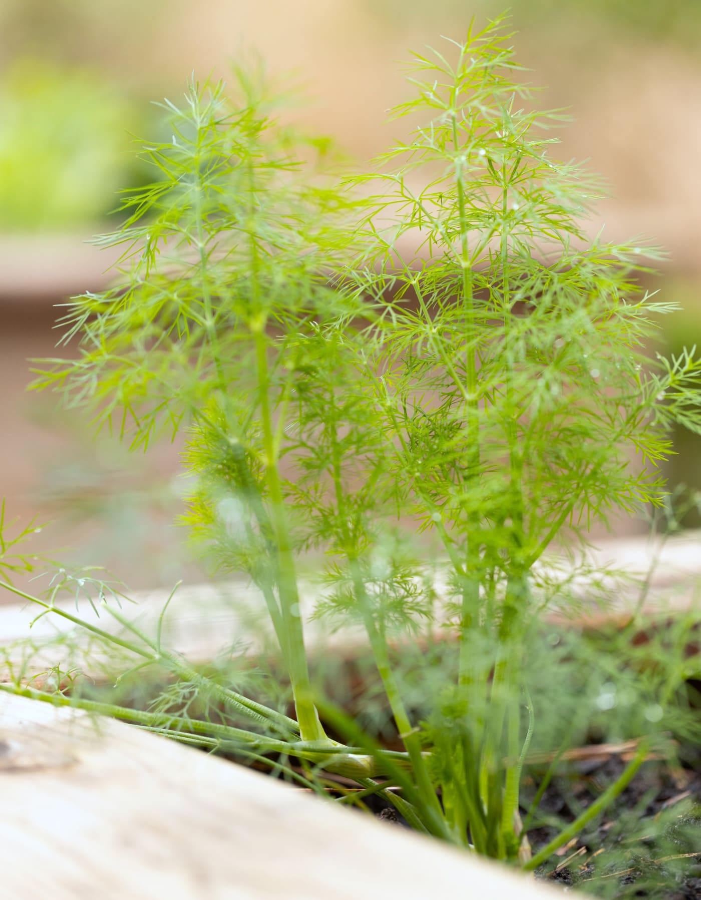 Dill
