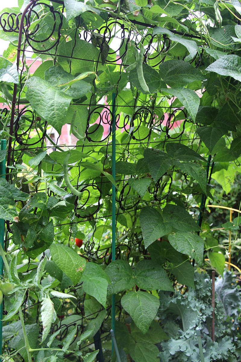 Discarded mattress springs create fascinating conversation-piece trellises