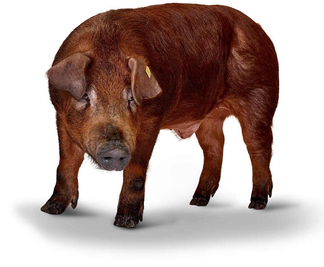 Duroc by Danish breeding programs