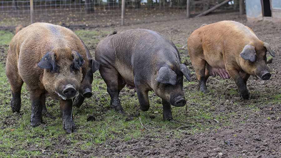 Duroc-sired pigs