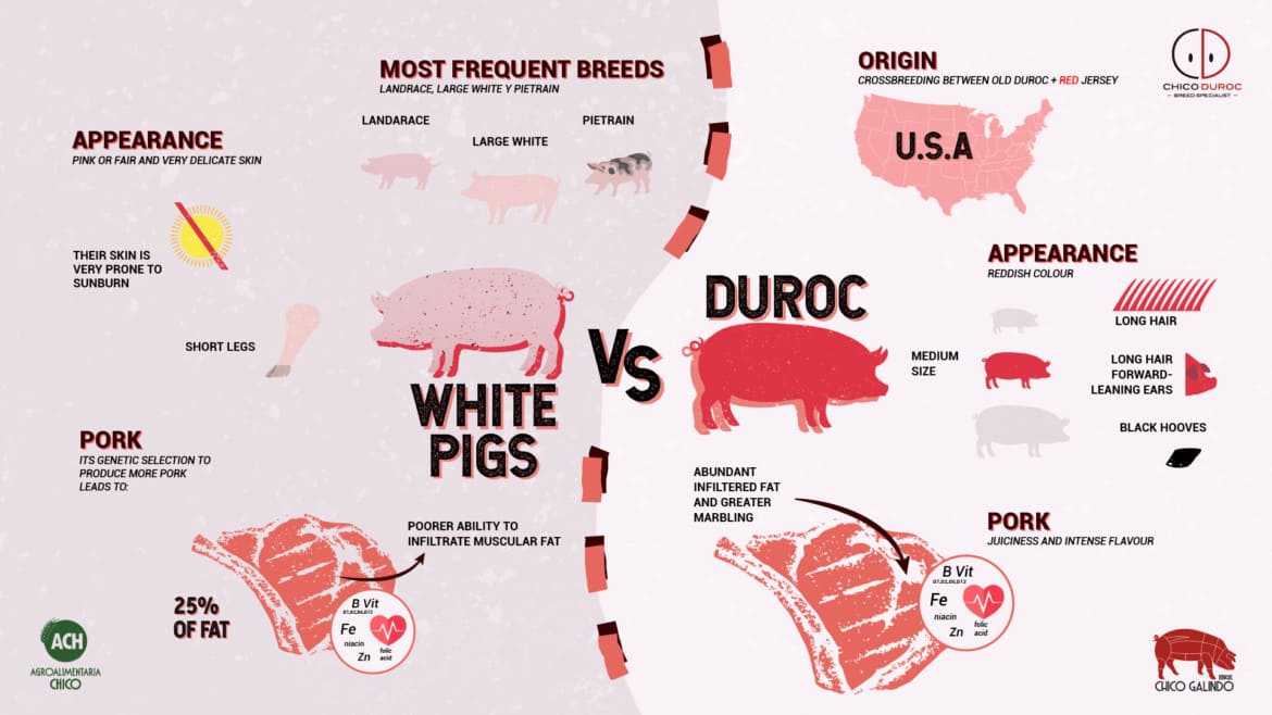 Durocs vs pig breeds with white markings or pink skin