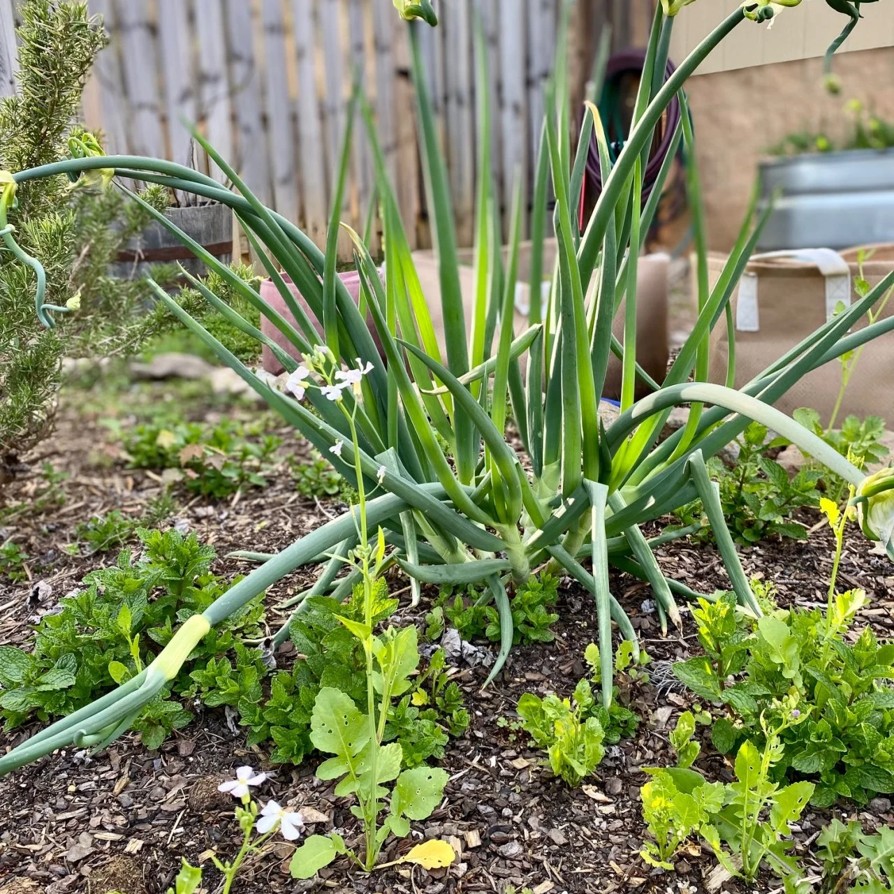 Egyptian Walking Onions