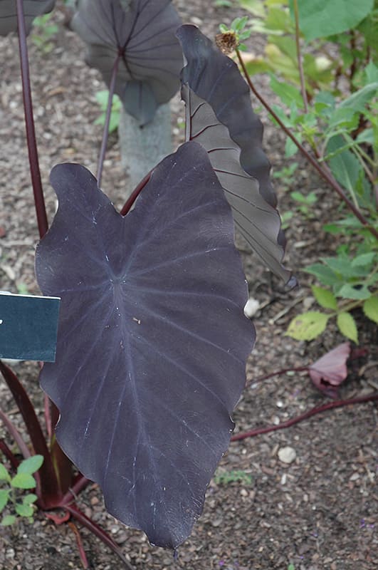Elephant Ear Varieties (Colocasia)