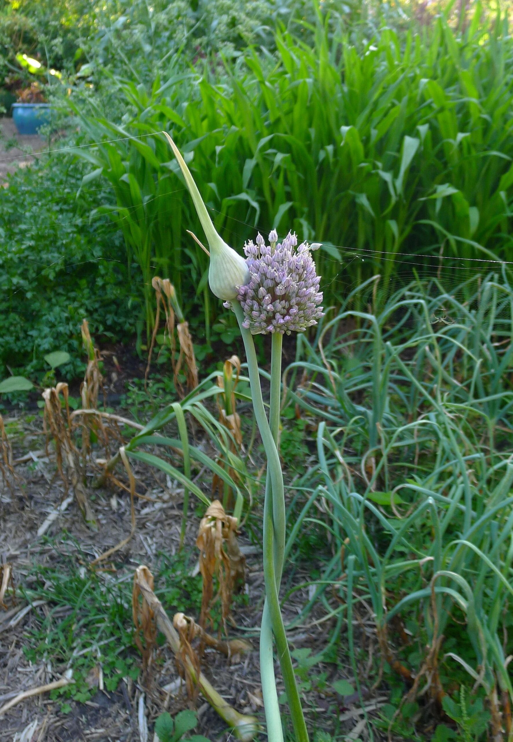 Elephant Garlic (Allium ampeloprasum)
