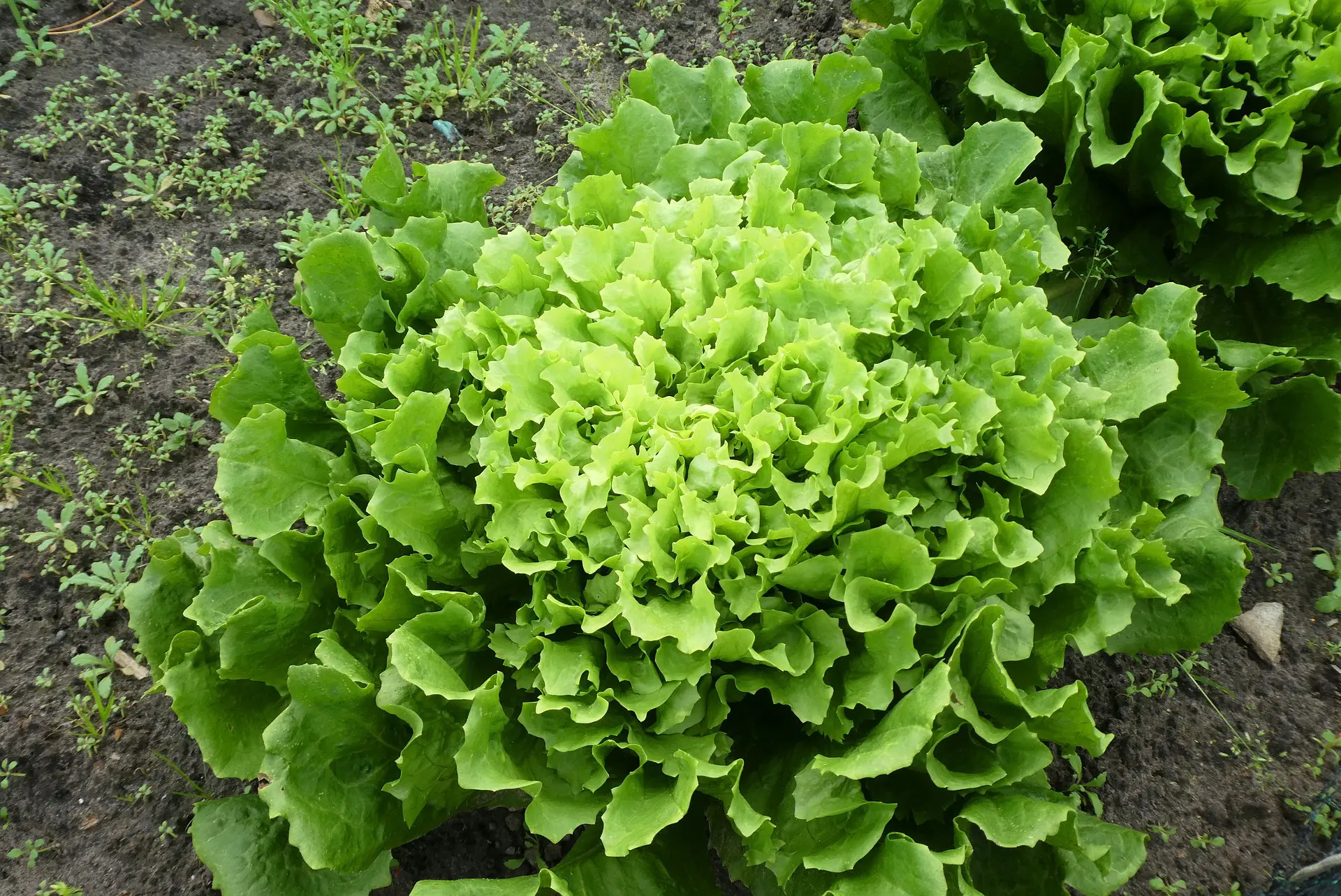 Endive