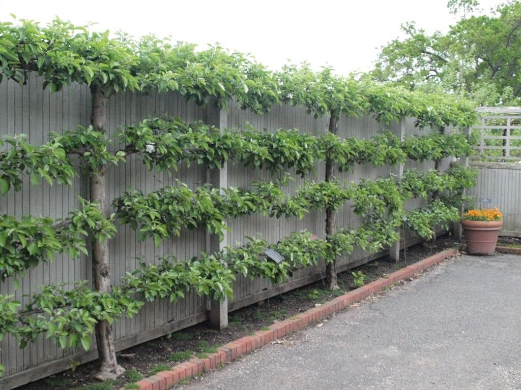 Espalier trees
