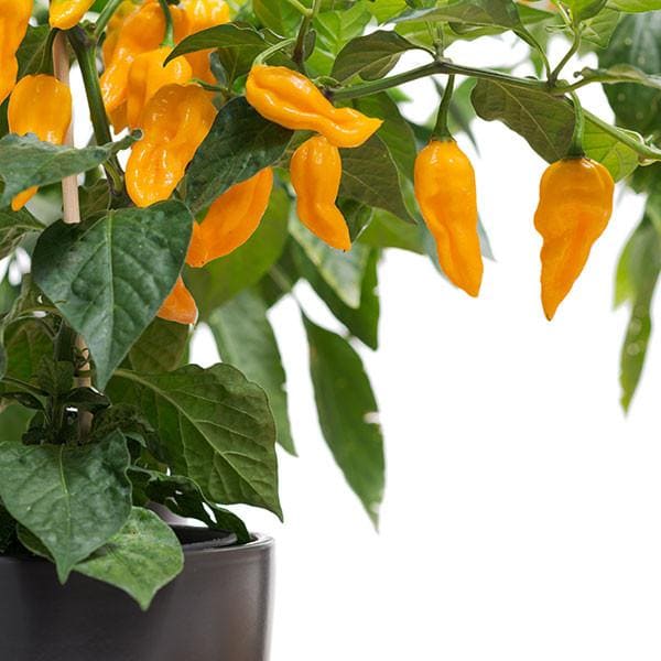 Fatalii Peppers
