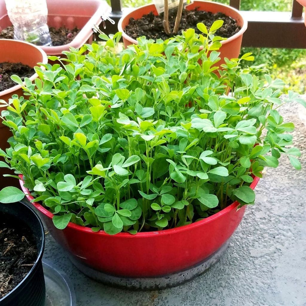 Fenugreek