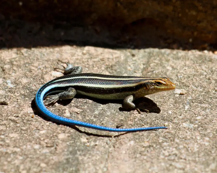 Five-Lined Skink