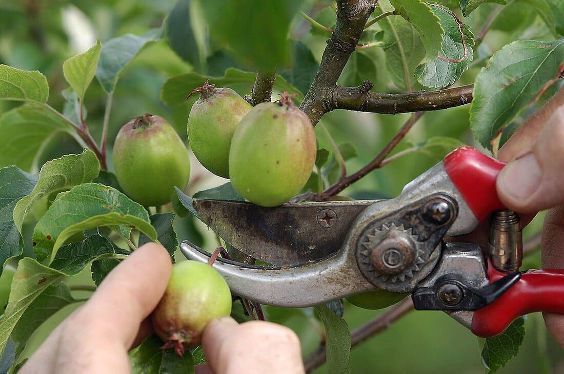Fruit Thinning